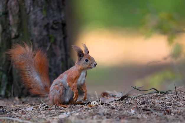Esquilo-vermelho na floresta