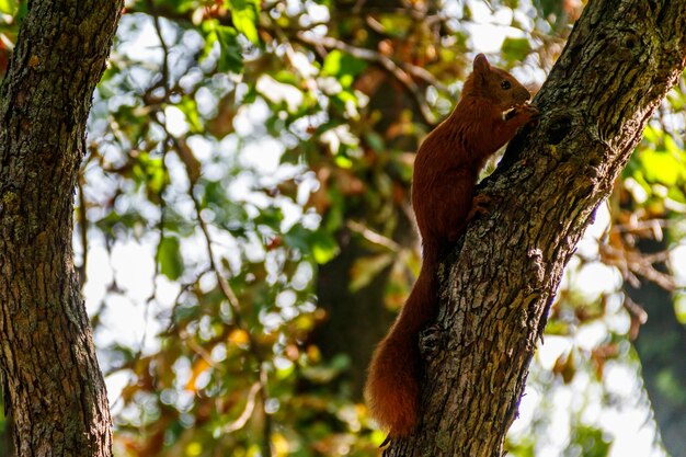 Esquilo vermelho ou esquilo vermelho euro-asiático Sciurus vulgaris em uma árvore