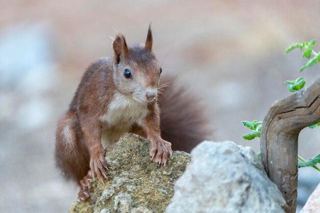 Esquilo vermelho ou esquilo vermelho euro-asiático Sciurus vulgaris Málaga Espanha