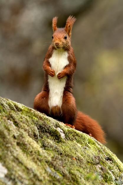 Esquilo vermelho, sciurus vulgaris, esquilo, mamíferos, animais