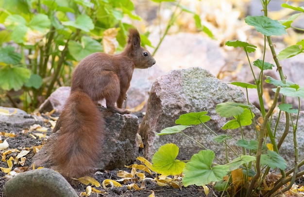 Esquilo vermelho Sciurus vulgaris