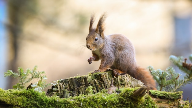Esquilo-vermelho surpreso, esticando a mão para a frente na floresta com pequena árvore de abeto