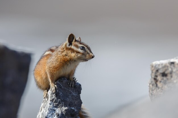 Esquilo vermelho, um animal fofo que vive na floresta, visto em seu habitat natural.