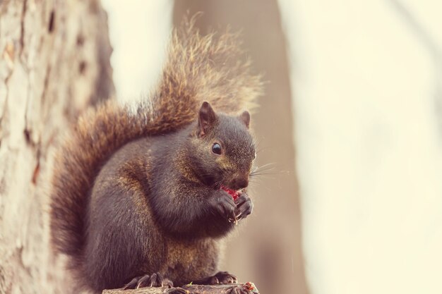 Macaco foto de stock. Imagem de frente, dentes, comer - 53759574