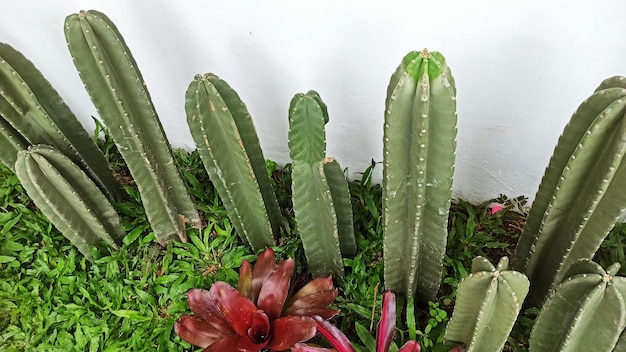 esquina de cactus en el borde del parque por la tarde en el medio de la ciudad de Siantar