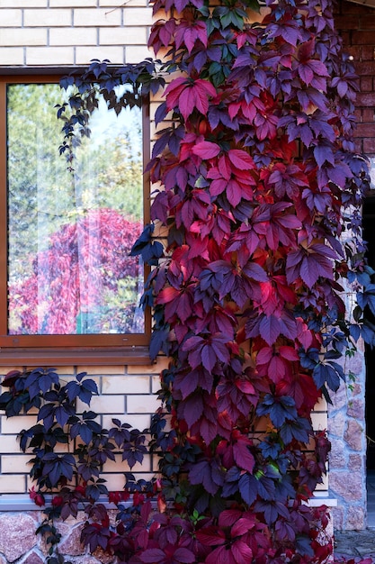 La esquina de la pared de ladrillo de la casa está entrelazada con uvas con hojas rojas y amarillas de otoño