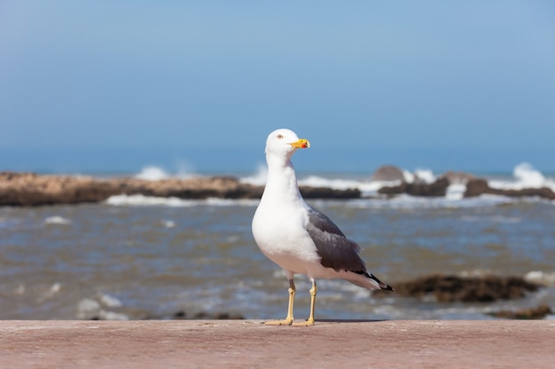 Essaouira em Marrocos