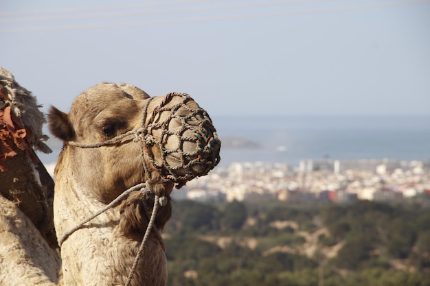 Essaouira Marruecos Primavera 2017 Un dromedario y la ciudad de Essaouira al fondo