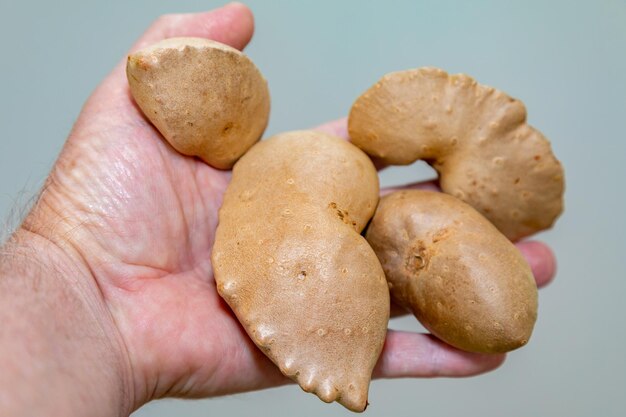 Foto essbare knolle der ursprünglich aus afrika stammenden pflanze dioscorea bulbifera, bekannt als quotcara moelaquot