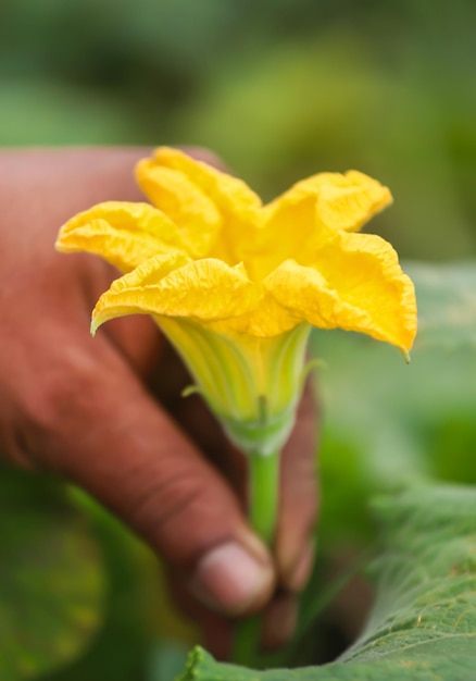 Essbare Kürbisblüte