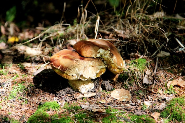 Essbare Pilze, die im Herbst in einem Wald wachsen