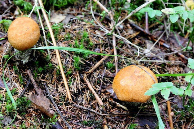 Essbare Pilze, die im Herbst in einem Wald wachsen