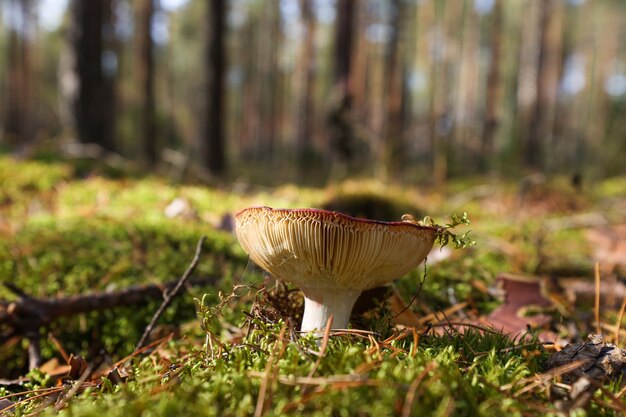 Essbare Pilze, die im Wald wachsen