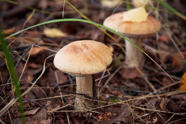 Essbare Pilze, frischer und natürlicher Steinpilz in einem Herbstwald