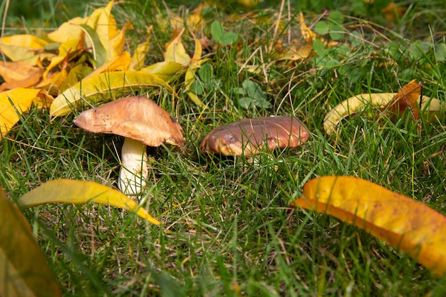 Essbare Pilze im Gras im Wald.