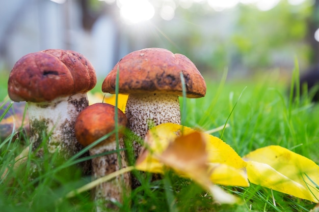 Essbare Pilze in einem herbstlichen Wald