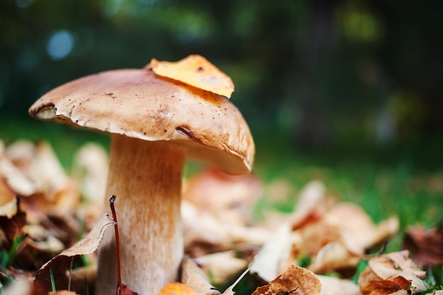 Essbare Pilze in einem herbstlichen Wald