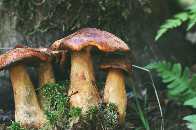 Essbare Pilze stehen im herbstlichen Wald