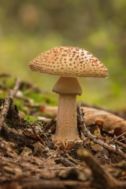 Essbare Rouge-Pilze im Wald im Herbst (Amanita rubescens), selektiver Fokus