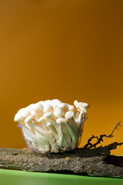 Essbare weiße Shimeji-Pilze auf Holz