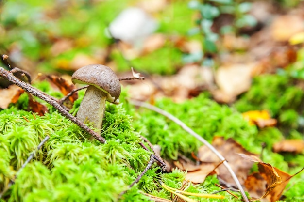 Essbarer kleiner Pilz mit brauner Kappe Penny Bun Leccinum im Moos Herbstwald Hintergrundpilz in t