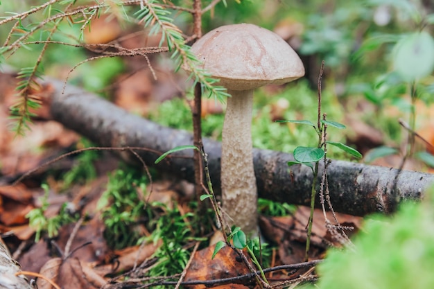 Essbarer kleiner Pilz mit brauner Kappe Penny Bun Leccinum im Moosherbstwaldhintergrund. Pilz in der natürlichen Umgebung. Großes Pilzmakro hautnah. Inspirierende natürliche Sommer- oder Herbstlandschaft