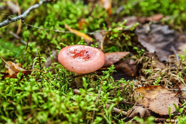 Essbarer kleiner Pilz Russula mit roter rostroter Kappe im Moosherbstwald-Hintergrundpilz im Nat