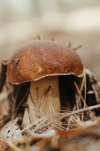 Essbarer Pilz mit brauner Kappe Boletus edulis im Herbstmärchenwald