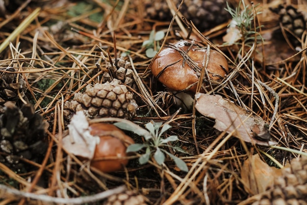 Essbarer Pilz mit brauner Kappe Suillus luteus in einem herbstlichen Märchenwald