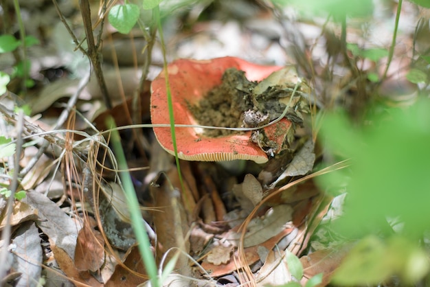 Essbarer Pilz mitten im Wald