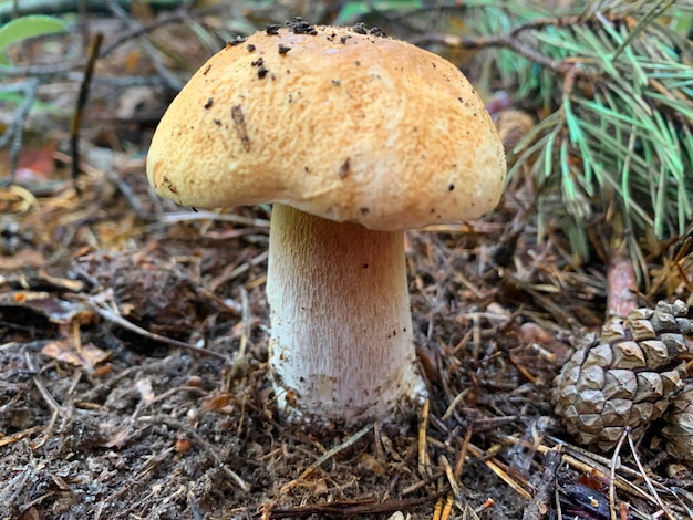 Essbarer Pilz weißer Steinpilz wächst im Wald.