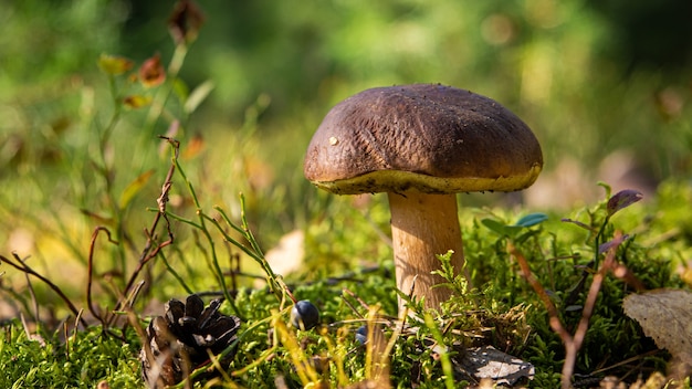 Essbarer Steinpilz in einer Waldlichtung Nahaufnahme unter Sonnenlicht mit schönem Bokeh