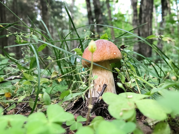 Essbarer Steinpilz versteckt sich im grünen Gras im Wald