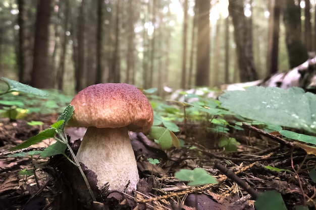 Essbarer Steinpilz wächst im Wald auf verschwommenen Kiefern