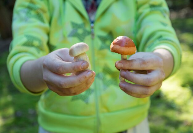 Essbarer und nicht essbarer Pilz.