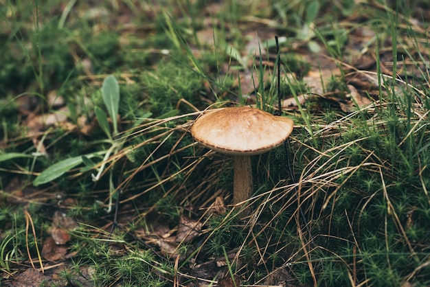 Essbarer Wildpilz Leccinum mit brauner Kappe, der im Wald wächst