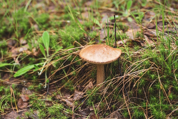 Essbarer Wildpilz Leccinum mit brauner Kappe, der im Wald wächst