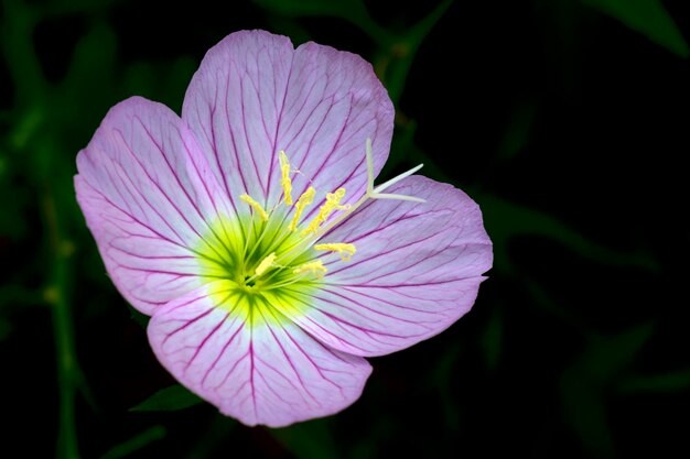 Esta é a flor rosa de Agrostemma githago, o berbigão comum