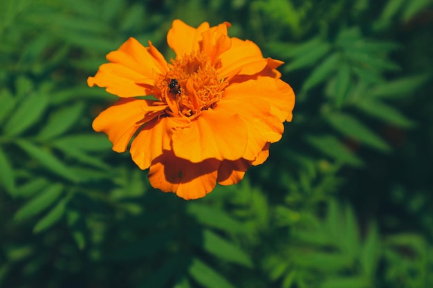 Foto esta é uma foto da planta tagetes erecta ou calêndula com uma abelha nela