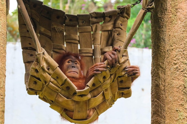 Esta é uma foto de um orangotango de Sumatra no zoológico de Ragunan