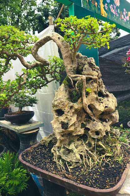 Esta é uma foto de vários tipos de bonsai