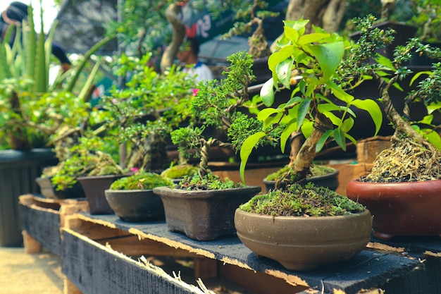 Esta é uma foto de vários tipos de bonsai