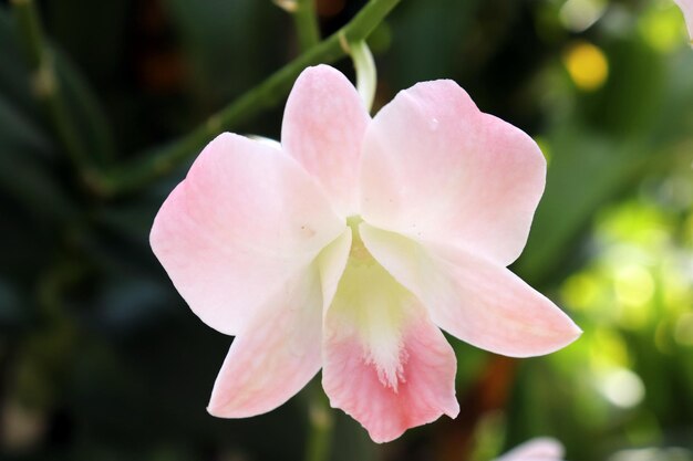 Esta é uma linda flor rosa.