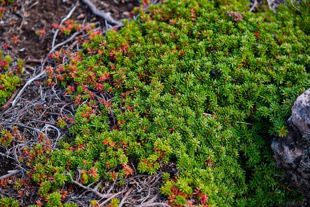 Esta é uma natureza de teriberka no distrito de Kolsky de Murmansk Oblast Rússia