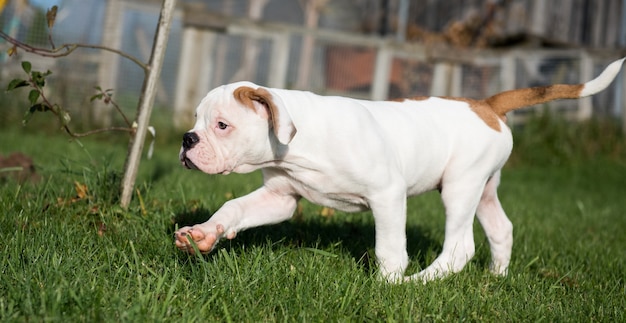 Se está ejecutando el cachorro de Bulldog americano rojo divertido.