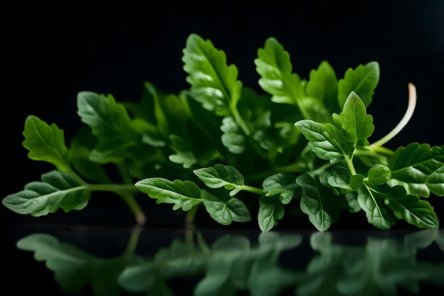 Esta foto é de rúcula, que é um tipo de planta verde frondosa, foi tirada em um estúdio com um fundo escuro não muito longe, gerada por IA.