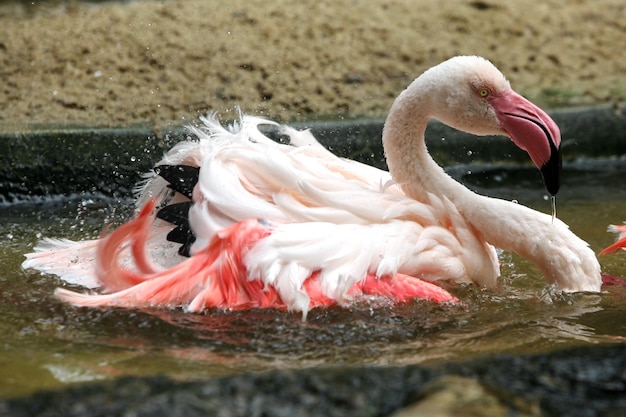 Esta foto é um flamingo.