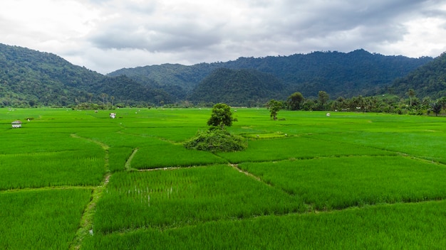 Esta foto fala sobre a beleza dos lindos campos de arroz em Aceh Besar Aceh Indonésia