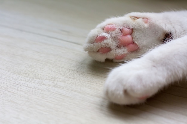 Esta foto mostra as patas do gato do colchão na tabela, madeira clara.