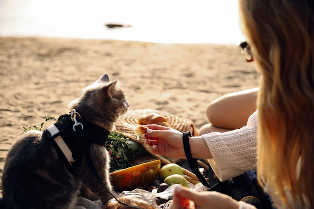 Esta foto mostra um gato cinza reto escocês com uma coleira na praia em um dia ensolarado